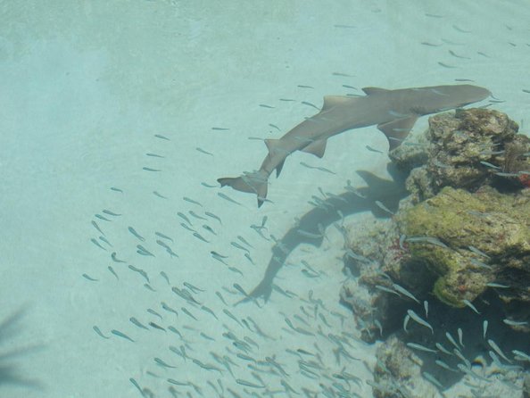 Round-Trip Transportation to Coral World Park and Coki Beach - Traveler Preparation for Beach Visit