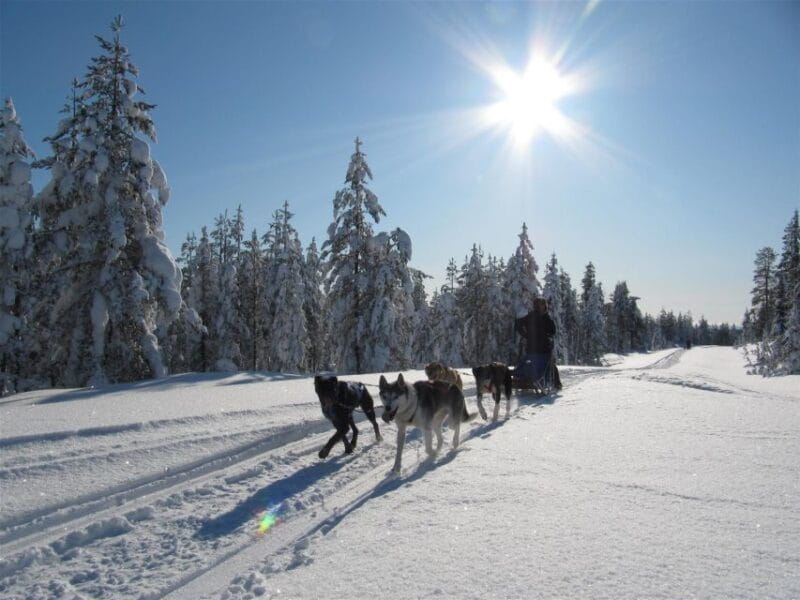 Rovaniemi: Apukka Husky Adventure - Key points / Takeaways