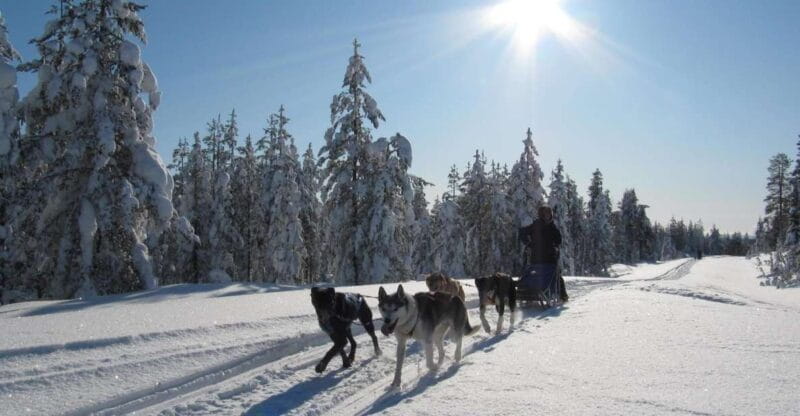 Rovaniemi: Apukka Husky Adventure - Logistics, Transportation, and Duration