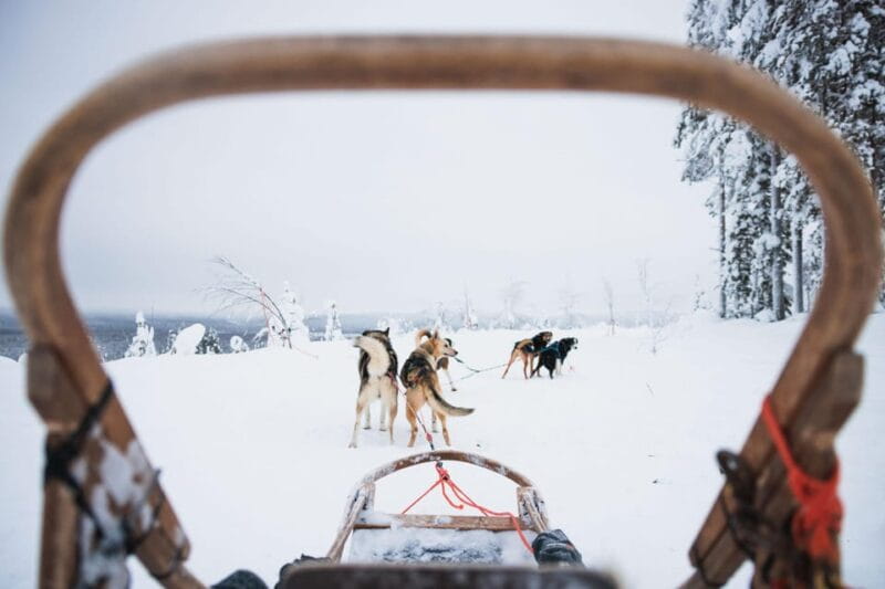 Rovaniemi: Arctic Circle Long Trail Husky Adventure - The Value of the Experience: What You’re Paying For
