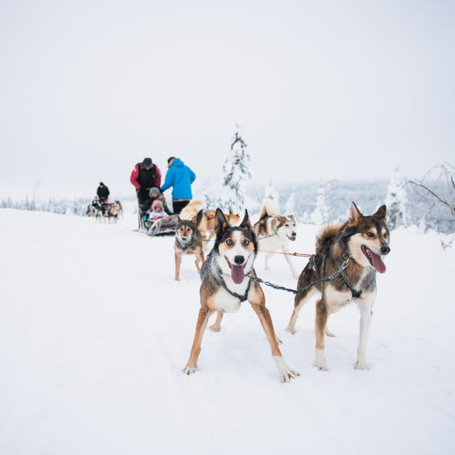 Rovaniemi: Arctic Circle Long Trail Husky Adventure - Who Is This Tour For?