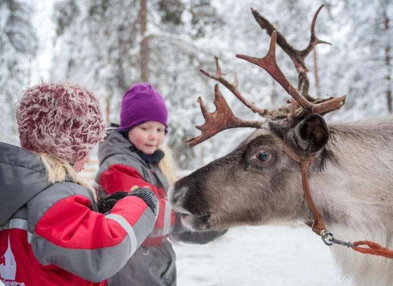 Rovaniemi: Arctic Reindeer Experience with Lunch - Rovaniemi: Arctic Reindeer Experience with Lunch – A Genuine Taste of Lapland