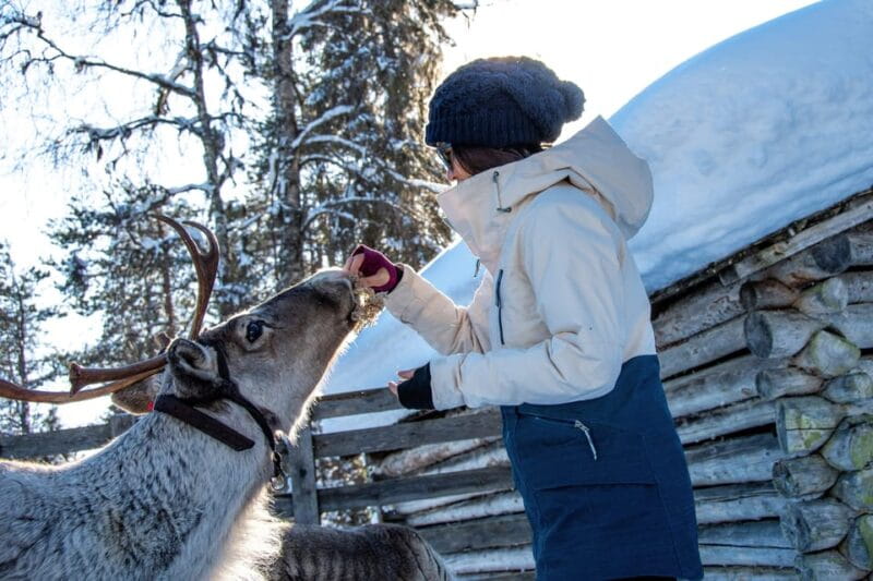 Rovaniemi: Arctic Reindeer Experience with Lunch - The Forest KOTA and a Tasty Traditional Lunch