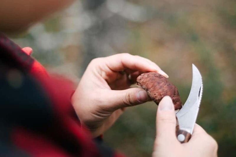 Rovaniemi: Arctic Wild Berry & Mushroom Foraging and Tasting - Who Would Love This Tour?
