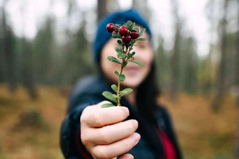 Rovaniemi: Arctic Wild Berry & Mushroom Foraging and Tasting - Concluding Thoughts