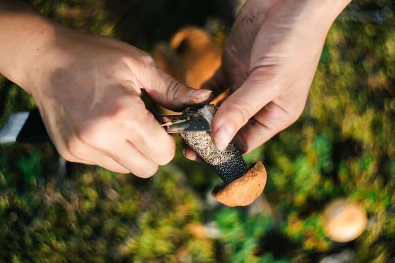 Rovaniemi: Arctic Wild Berry & Mushroom Foraging and Tasting - FAQs About the Foraging Tour