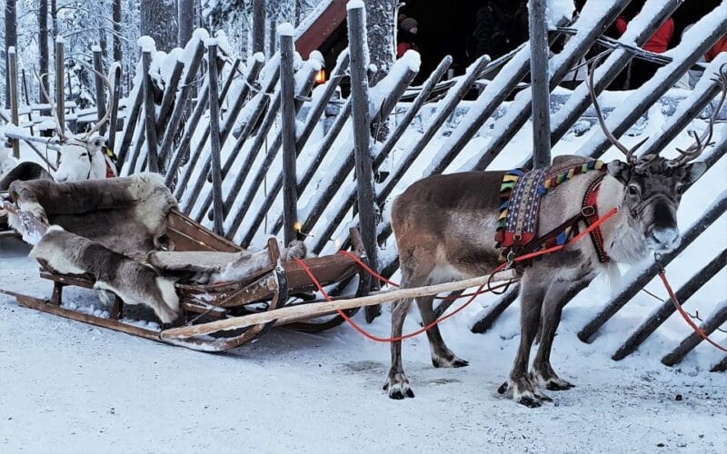Rovaniemi: Authentic Reindeer Farm Visit and Sleigh Ride - Key Points / Takeaways
