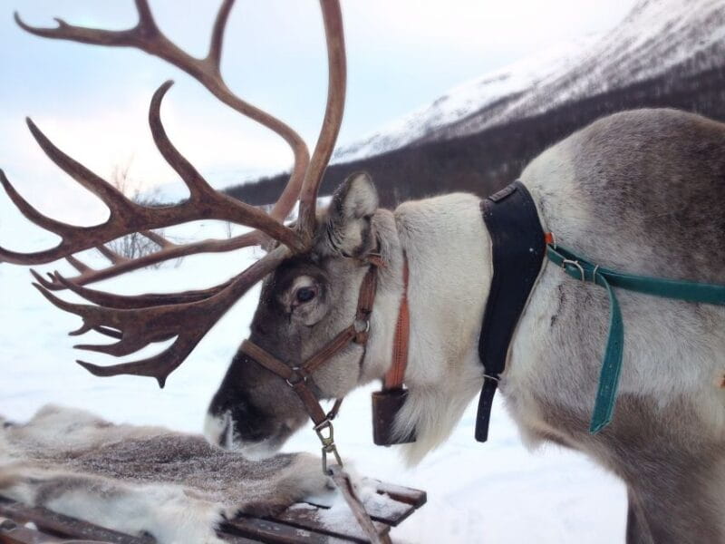 Rovaniemi: Authentic Reindeer Farm Visit and Sleigh Ride - Who Will Love This Experience?