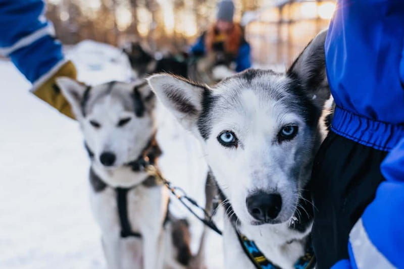 Rovaniemi: Autumn Husky Ride on Wheels - Key points / Takeaways
