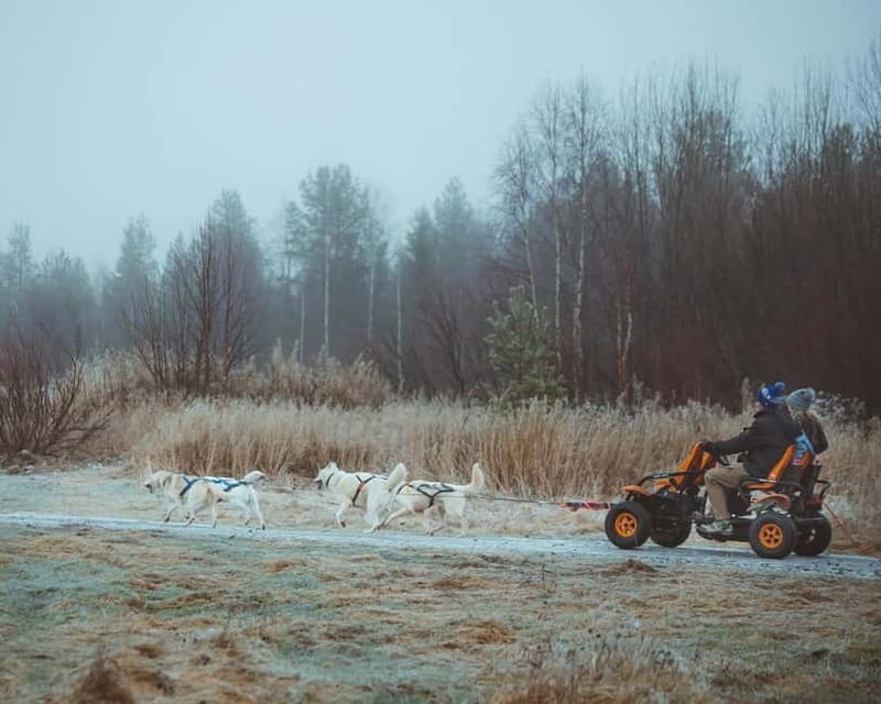 Rovaniemi: Autumn Husky Ride on Wheels - Introducing the Experience: An Unconventional Way to Enjoy Lapland’s Autumn