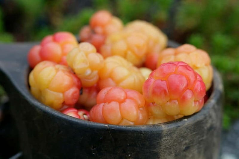 Rovaniemi: Berry and Mushroom Picking Tour with Pancakes - Key Points / Takeaways