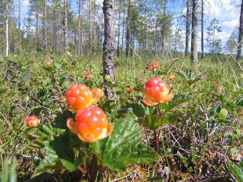 Rovaniemi: Berry and Mushroom Picking Tour with Pancakes - Entering the Forest: What the Tour Looks Like