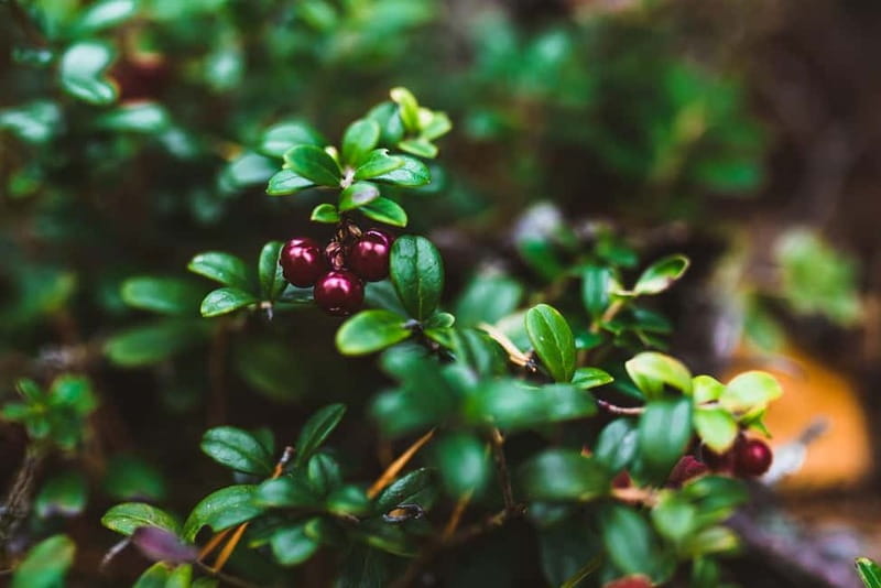 Rovaniemi: Berry and Mushroom Picking Tour with Pancakes - The Cozy Fire: Pancakes and Conversation