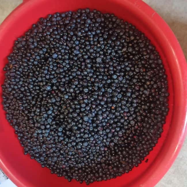 Rovaniemi: Berry Picking Tour with Traditional Laavu - Key Points / Takeaways