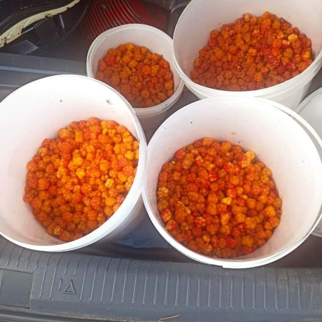 Rovaniemi: Berry Picking Tour with Traditional Laavu - Exploring Rovaniemi’s Berry Picking Adventure