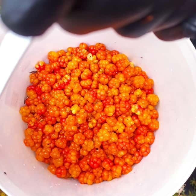 Rovaniemi: Berry Picking Tour with Traditional Laavu - FAQs