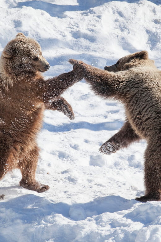 Rovaniemi: Day at Ranua Wildlife Park Arctic Zoo - Rovaniemi: Day at Ranua Wildlife Park Arctic Zoo