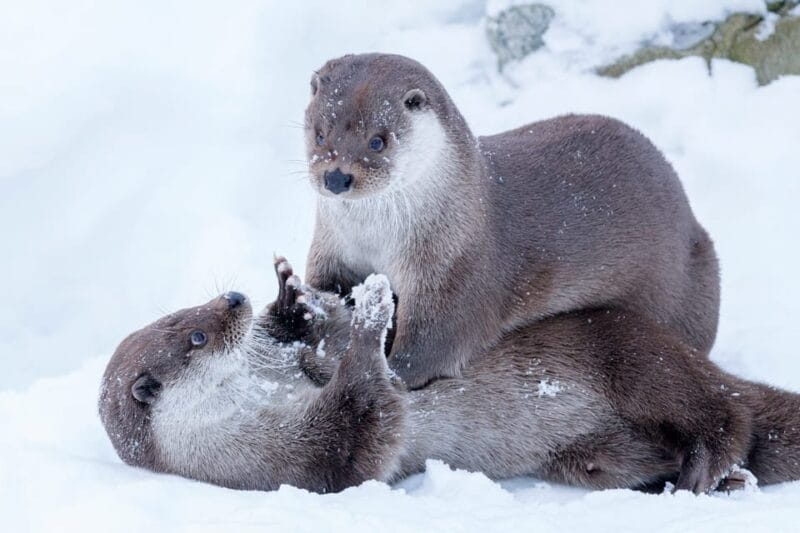Rovaniemi: Day at Ranua Wildlife Park Arctic Zoo - The Guide and the Learning Experience