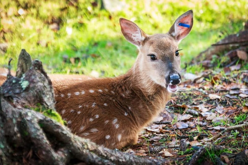 Rovaniemi: Day Trip to Ranua Wildlife Park - Exploring the Ranua Wildlife Park — What to Expect