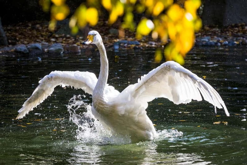 Rovaniemi: Day Trip to Ranua Wildlife Park - Practical Details and Tips for Visitors