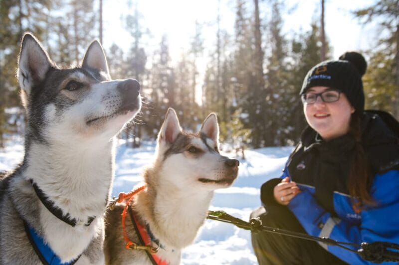Rovaniemi: Daytime Husky Safari - Entering the Arctic Wilderness