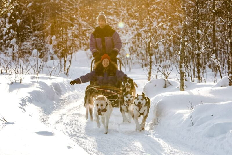 Rovaniemi: Daytime Husky Safari - Post-Ride Stories and Comfort by the Campfire