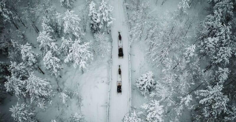 Rovaniemi: Daytime Reindeer Sleigh Ride - The Reindeer Farm Visit and Learning