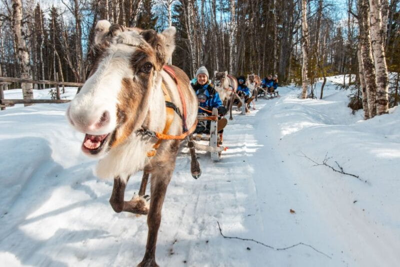 Rovaniemi: Daytime Reindeer Sleigh Ride - Who Should Consider This Tour?