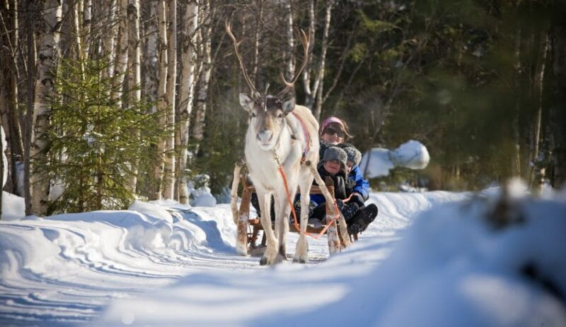 Rovaniemi: Daytime Reindeer Sleigh Ride - The Bottom Line