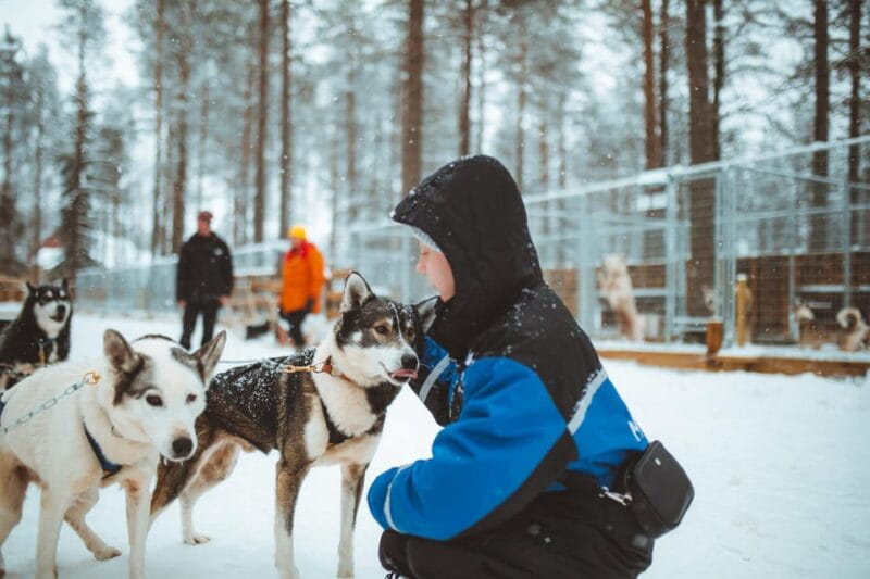 Rovaniemi: Early Winter Husky Sled Ride - Key points / Takeaways