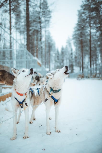 Rovaniemi: Early Winter Husky Sled Ride - Exploring the Husky Sled Ride in Rovaniemi