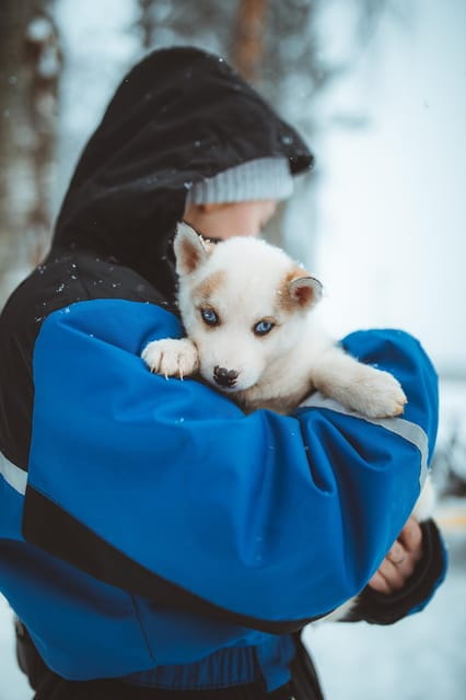 Rovaniemi: Early Winter Husky Sled Ride - Who Should Consider This Tour?