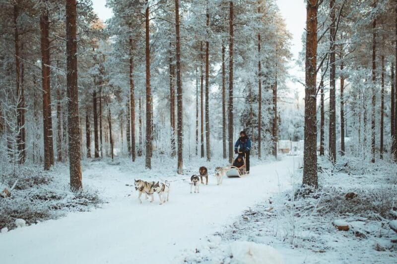 Rovaniemi: Early Winter Husky Sled Ride - Final Thoughts on the Rovaniemi Husky Sled Ride