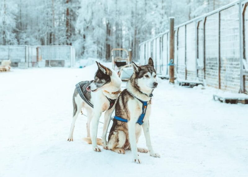 Rovaniemi: Early Winter Husky Sled Ride - FAQ