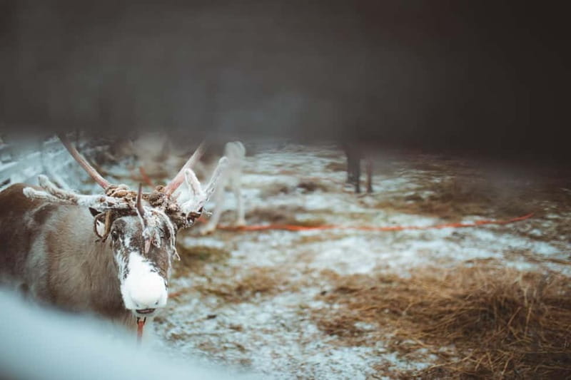 Rovaniemi: Early Winter Reindeer Sleigh Ride 1-2 km - Additional Tips for Travelers