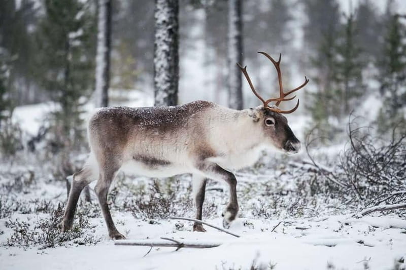 Rovaniemi Expedition "INTO THE WILD" and Glass Igloo Lunch - Practicalities and Tips for Making the Most of It
