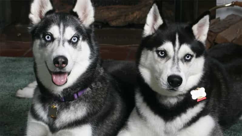 Rovaniemi: Family Friendly Husky Ride and Farm Visit - Post-Ride Cuddle Time and Photo Opportunities