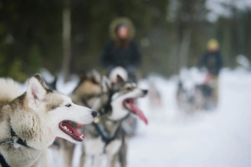 Rovaniemi: Family Friendly Husky Ride and Farm Visit - Who Should Consider This Tour?