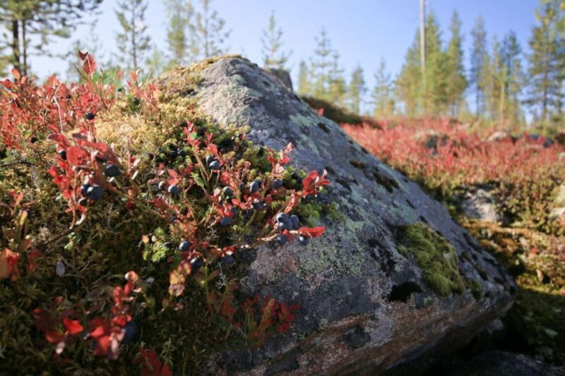 Rovaniemi forest foraging adventure: Pick, Prepare, Savor - Practical Details: What to Expect and How It Works