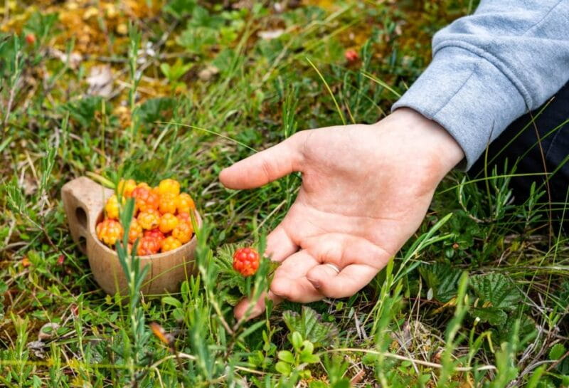 Rovaniemi forest foraging adventure: Pick, Prepare, Savor - FAQ