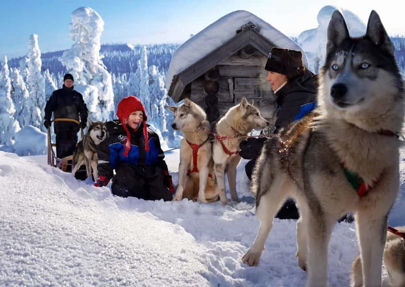 Rovaniemi: Full-Day Highlights Tour with Buffet Lunch - The Bottom Line: Is It Worth It?