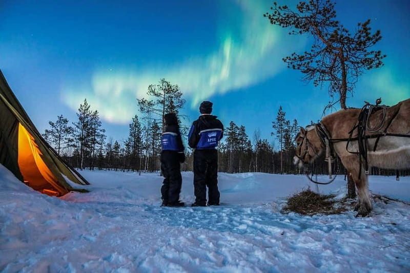 Rovaniemi: Horse Sleigh Ride under the Night Sky - Key Points / Takeaways