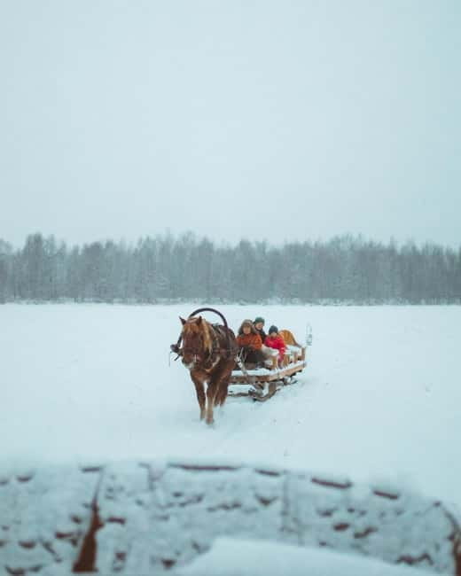 Rovaniemi: Horse Sleigh Ride under the Night Sky - The Ride Through Apukka Resort: Scenic Trails & Snowy Trails