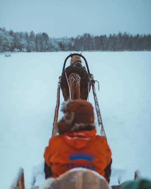 Rovaniemi: Horse Sleigh Ride under the Night Sky - Who Should Book This Experience?