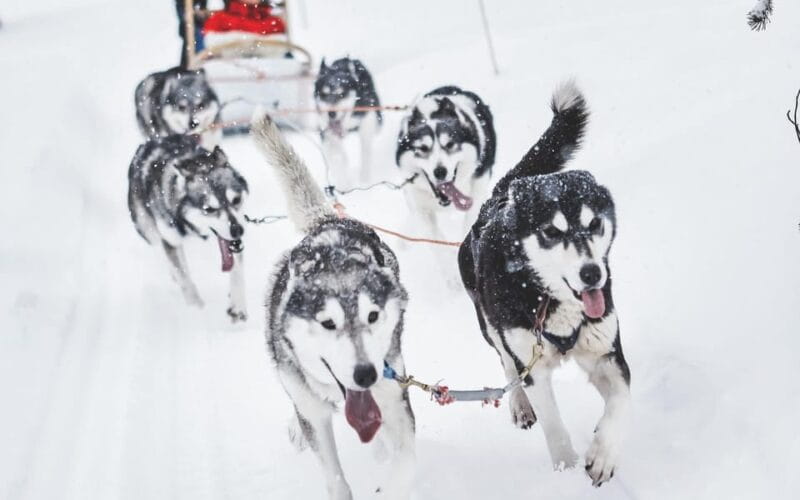 Rovaniemi: Husky and Reindeer farm with sleigh ride - Key points / Takeaways