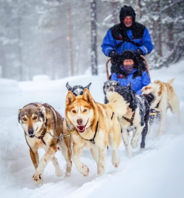 Rovaniemi: Husky and Reindeer farm with sleigh ride - Exploring the Arctic Wilderness in Depth