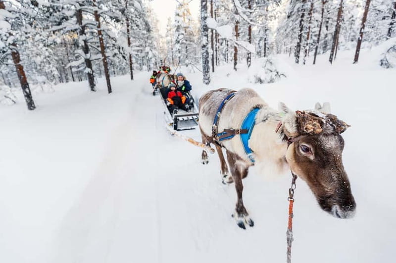 Rovaniemi: Husky Farm and Reindeer Experience - Meeting the Huskies: Alaska’s Loyal Sled Dogs