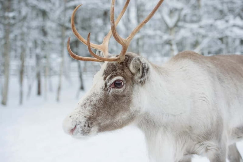 Rovaniemi: Husky Farm and Reindeer Experience - The Santa Claus Village: Festive But Tourist-Oriented