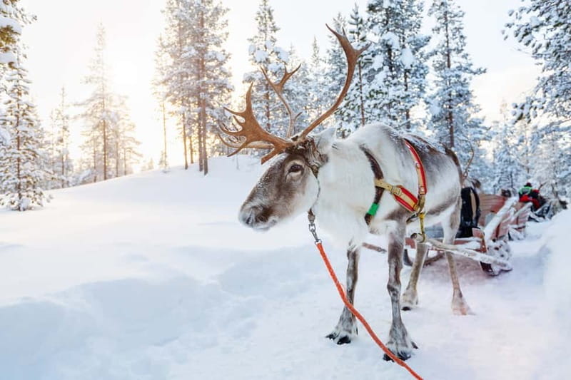 Rovaniemi: Husky Farm and Reindeer Experience - Practical Considerations: Booking, Timing, and Value