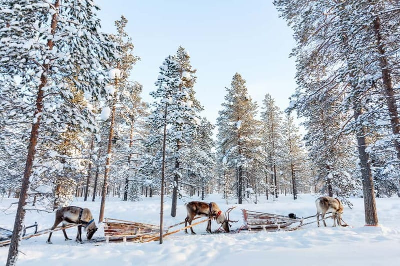 Rovaniemi: Husky Farm and Reindeer Experience - FAQ